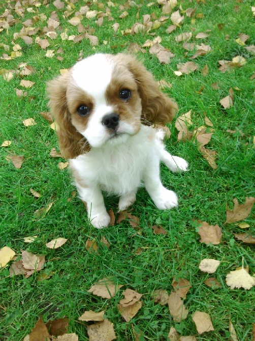 de Tahuva - lexie(4 mois)dans sa  famille