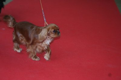 de Tahuva - RESULTATS DU PARIS DOG SHOW 2012