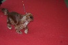  - RESULTATS DU PARIS DOG SHOW 2012