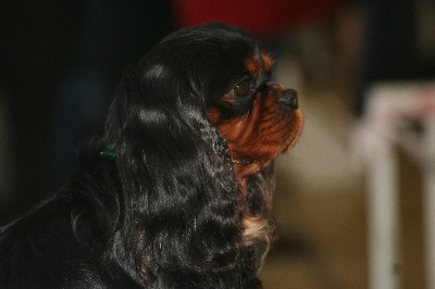 de Tahuva - RESULTATS PARIS DOG SHOW