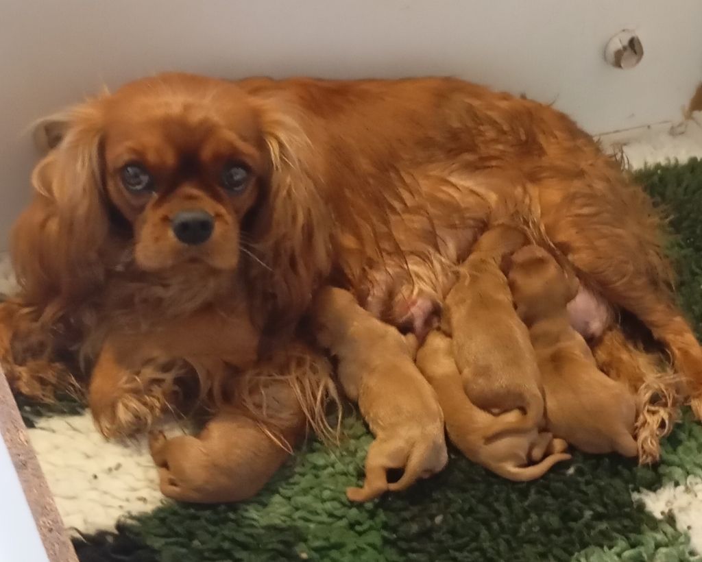 chiot Cavalier King Charles Spaniel de Tahuva