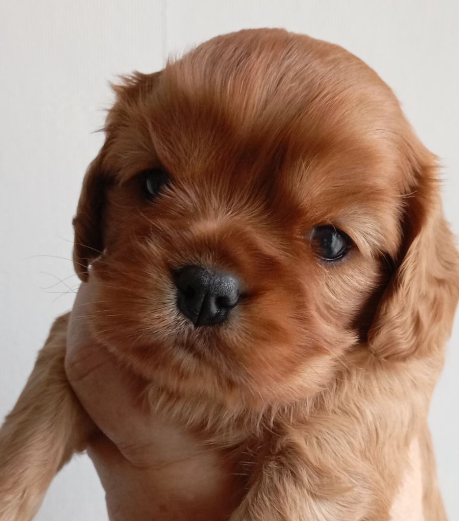 de Tahuva - Chiot disponible  - Cavalier King Charles Spaniel