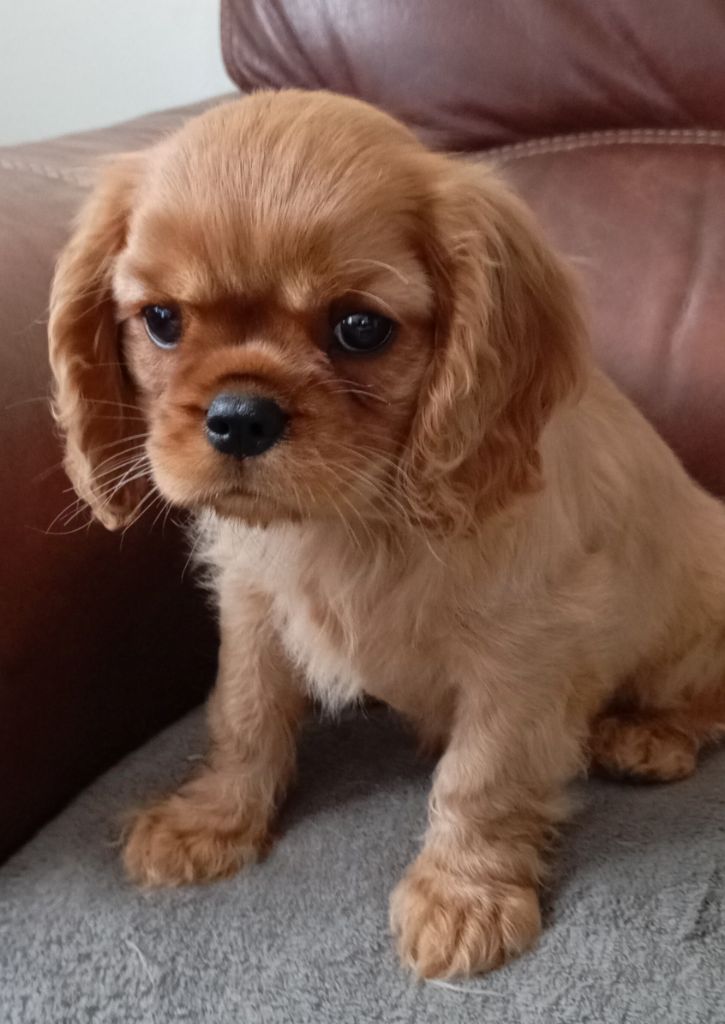 de Tahuva - Chiot disponible  - Cavalier King Charles Spaniel