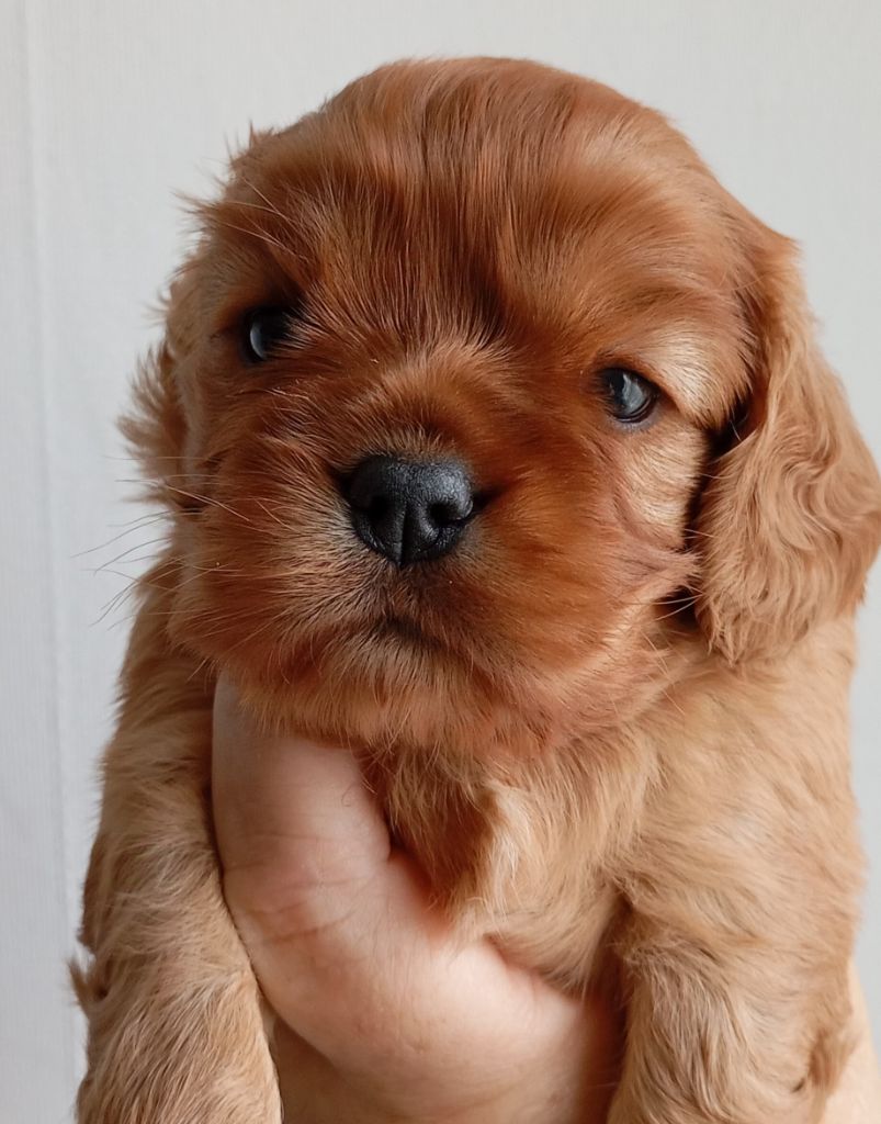 de Tahuva - Chiot disponible  - Cavalier King Charles Spaniel