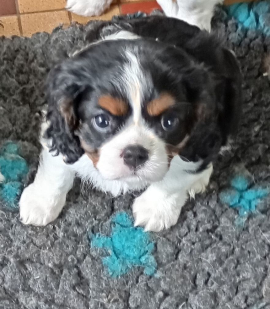 de Tahuva - Chiot disponible  - Cavalier King Charles Spaniel