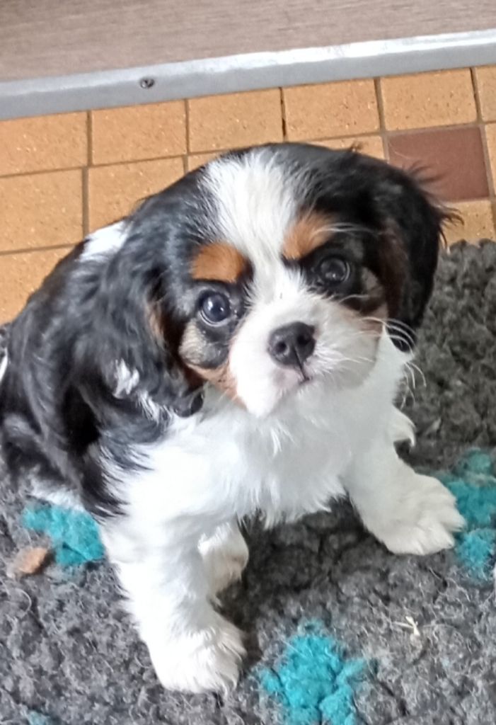 de Tahuva - Chiot disponible  - Cavalier King Charles Spaniel