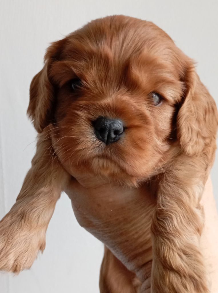 de Tahuva - Chiot disponible  - Cavalier King Charles Spaniel