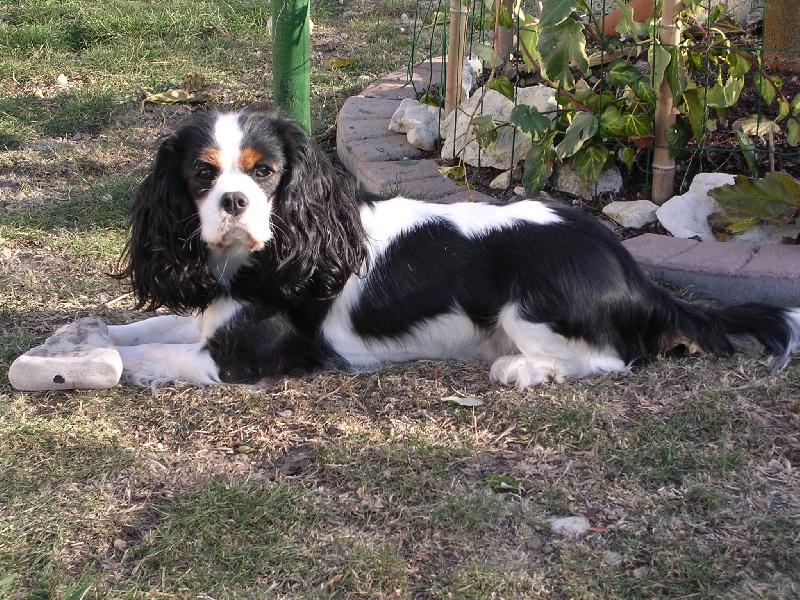 Belle eowin de Tahuva