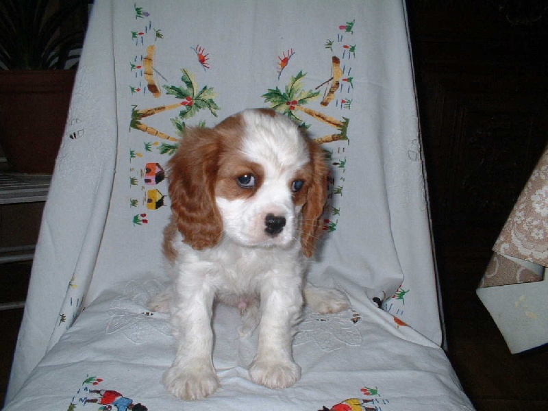 Baron de Tahuva