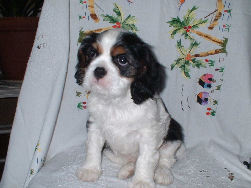 Charly chaplin de Tahuva