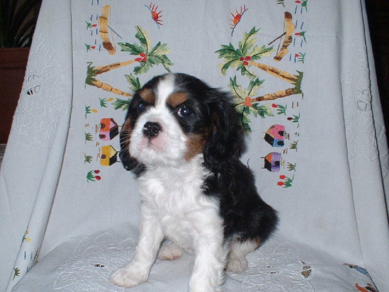Casper de Tahuva