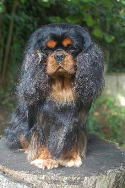 Kleiner lord von paulinenhof