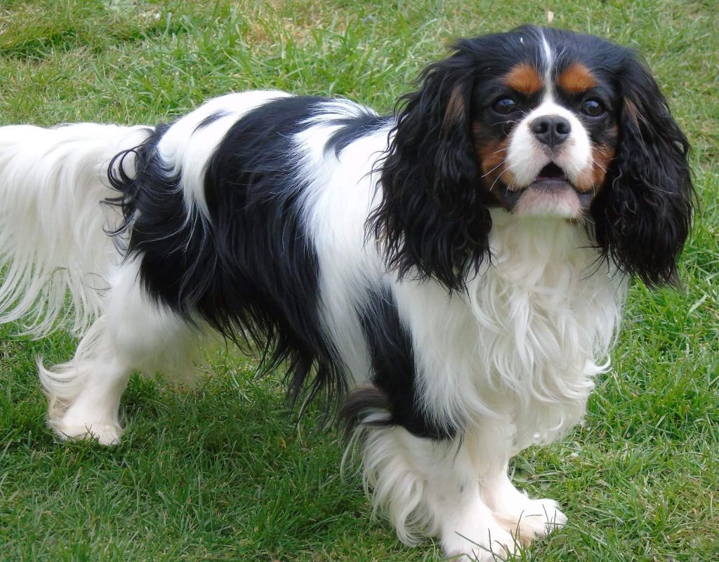 CH. Easy rider cavalier of mon royal