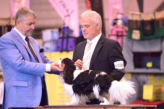 de Tahuva - Résultats de l'european dog show de Bruxelles