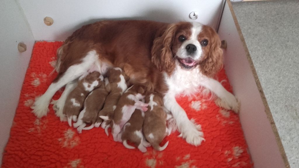 Chiot Cavalier King Charles Spaniel de Tahuva