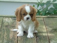Oliver-twist